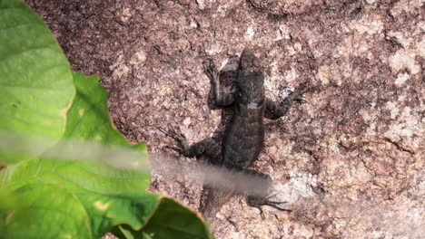 lava lizard reptile on rainforest rock tropical jungle