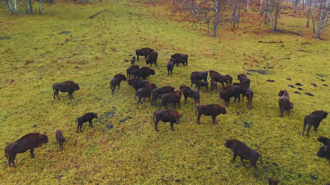European Bison Herd in Autumnal Grassland