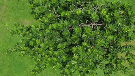 Top-down-view-over-park-i-Asia-featuring-beautiful-lush-green-grass-and-trees