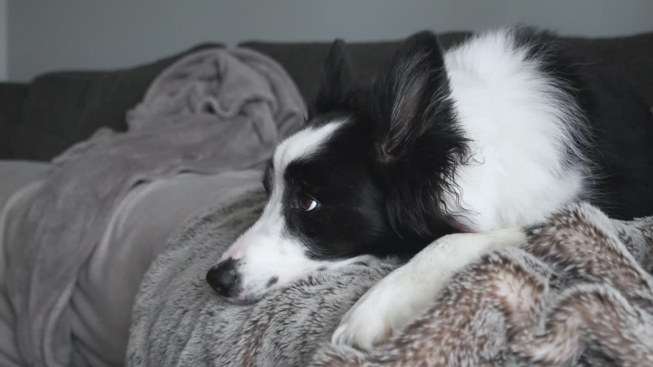 Footage of a cute black and white Border Collie dog laying down sleeping on the couch inside house.