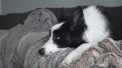 footage of a cute black and white border collie dog laying down sleeping on the couch inside house.