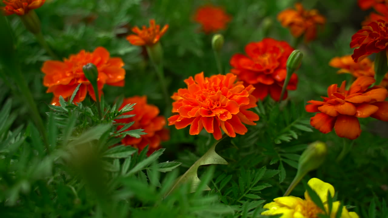 Slow camera move into group of flowering Marigolds