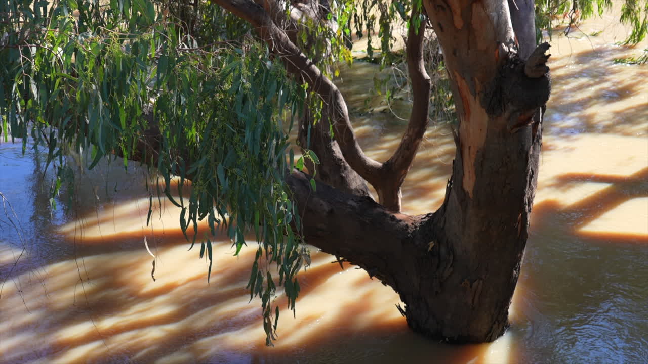 An Australian native tree surrounded by floodwater, NSW Australia