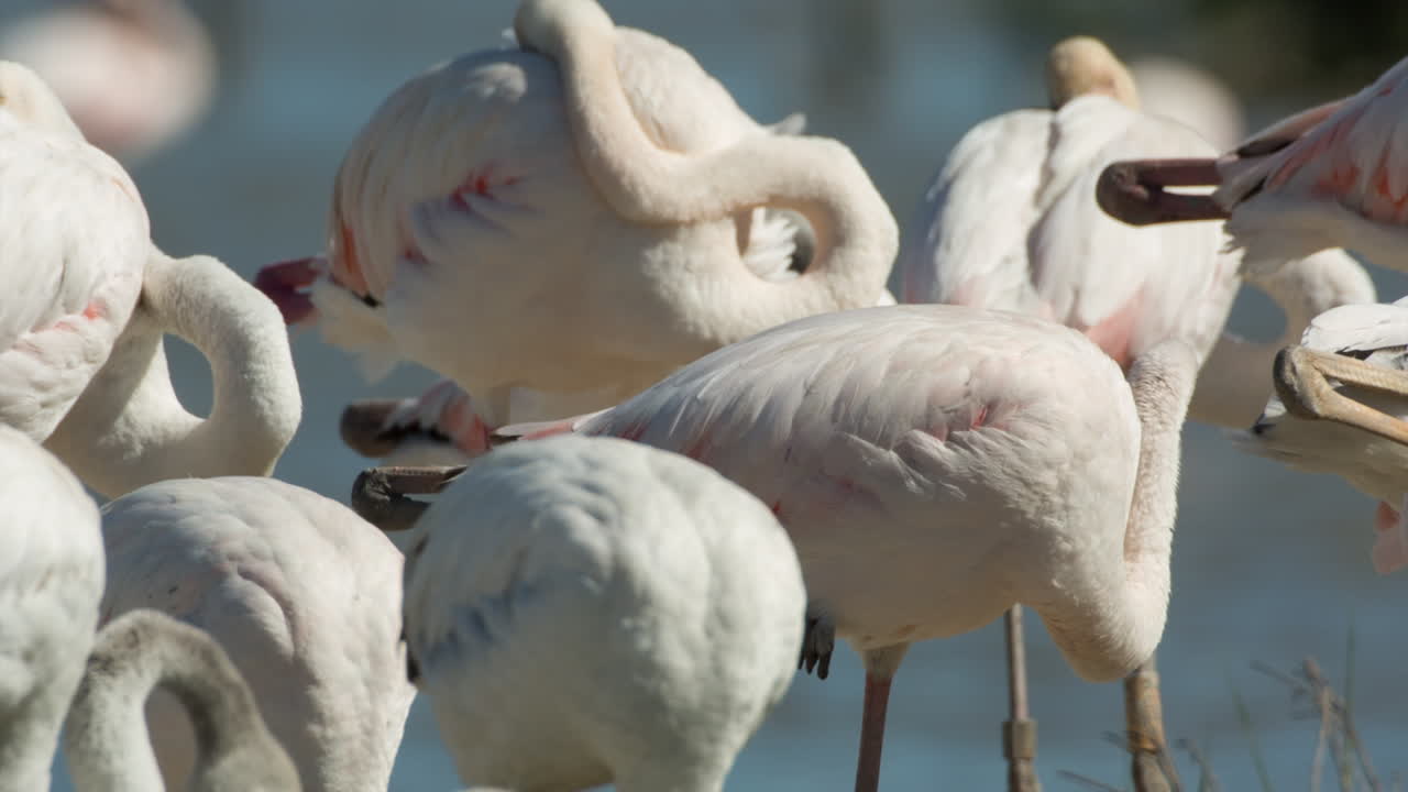 카마그 플라밍고 15