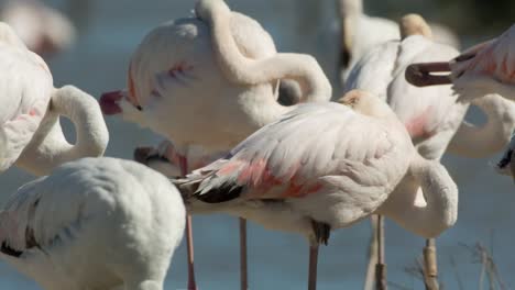 Flamencos-Carmargue-15