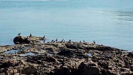 flock of seaguls perched on rocky sea shore in gunsan city, south korea