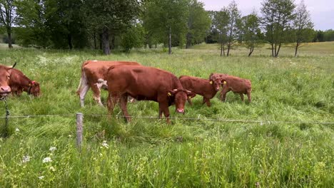 Brown-cows-herd-eating-grass-outside-in-by-the-forest-in-Polish-countryside-in-summer