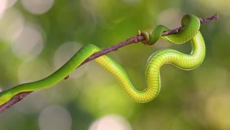 la víbora de labios blancos es una víbora venenosa endémica del sudeste asiático y a menudo se encuentra durante la noche esperando en una rama o rama de un árbol cerca de un cuerpo de agua con muchos alimentos