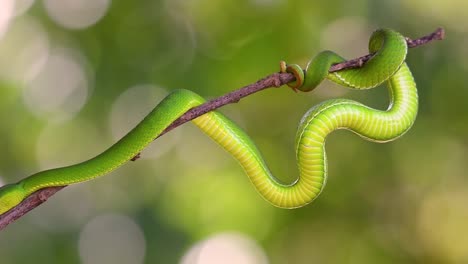 the white-lipped pit viper is a venomous pit viper endemic to southeast asia and is often found during the night waiting on a branch or limb of a tree near a body of water with plenty of food items