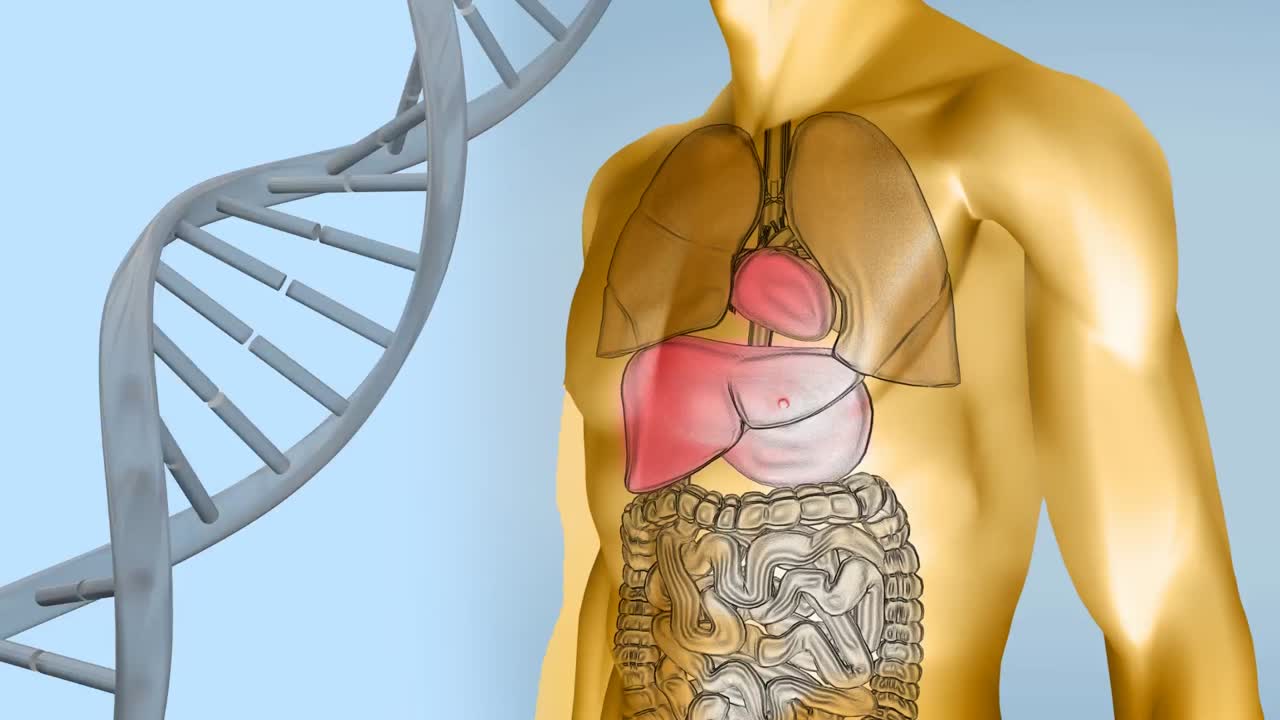 Animation of dna strand spinning and molecules over human body model