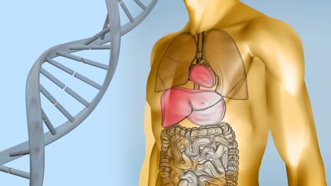 Animation-Des-Spinnens-Von-DNA-Strängen-Und-Molekülen-über-Dem-Menschlichen-Körpermodell