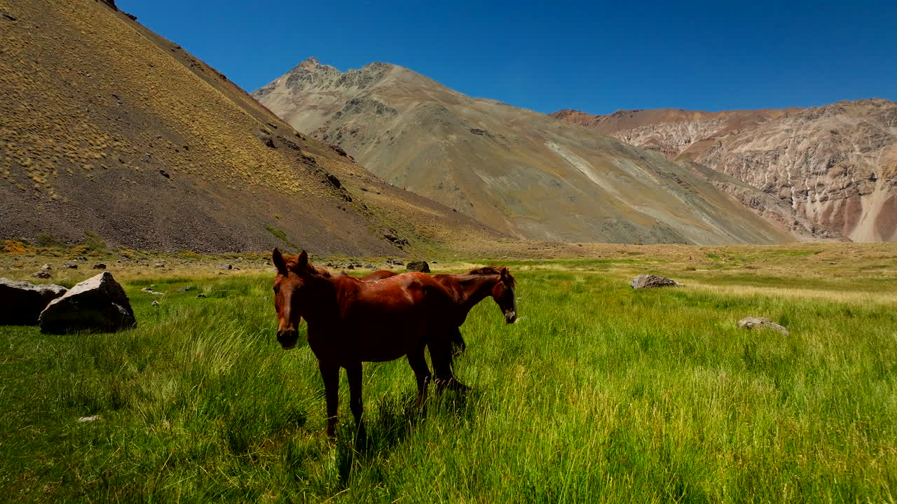 Wild horses roaming freely in lush grassy meadow of Cajon del Maipo, Chile