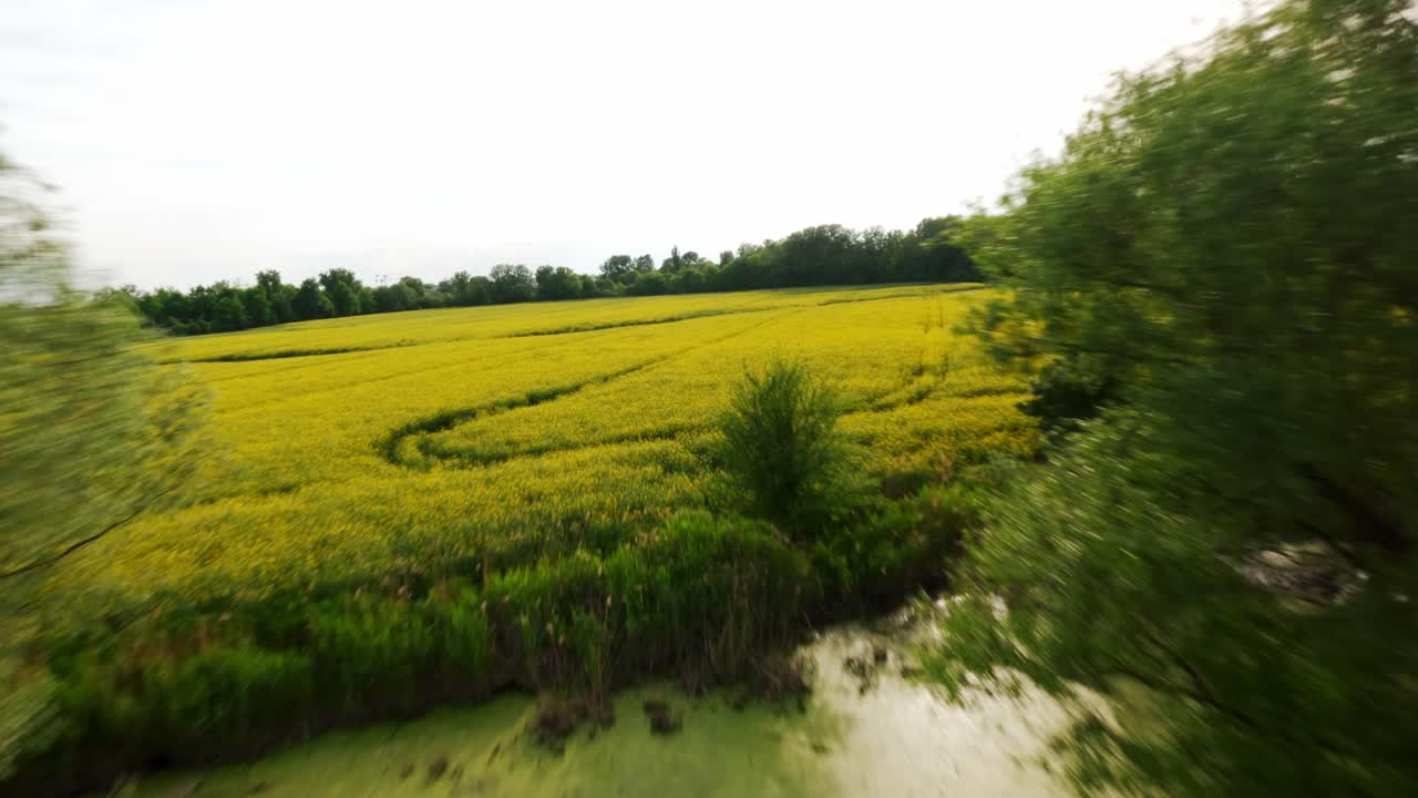 Panoramic sideways aerial movement along the rapeseed green and yellow fields in spring season, Poland.