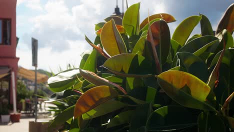 large, vibrant flower leaves line the beach road, creating a beautiful, tropical atmosphere. a touch of natural elegance, enhancing the scenic coastal path with a serene, colorful vibe.