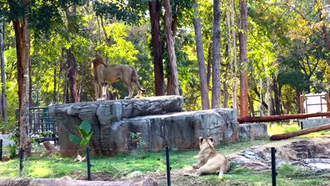 lions interacting in a naturalistic zoo setting