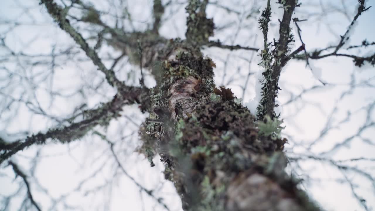 Snowy birch in slow motion
