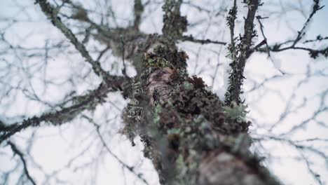 Snowy-birch-in-slow-motion