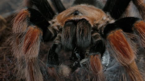 Tarántula-Tejiendo-Una-Telaraña-Alrededor-De-Su-Presa