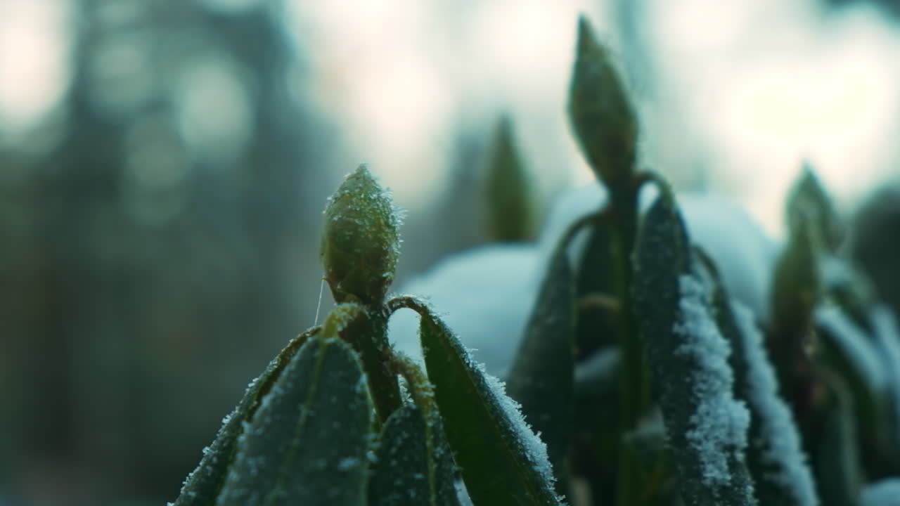 Snowy plant close-up in winter, Erzgebirge, serene and calm