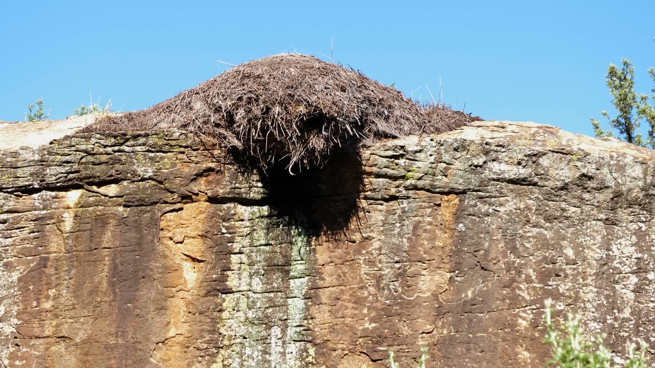 Bees buzz around Hamerkop bird nest built atop rock cliff, blue sky