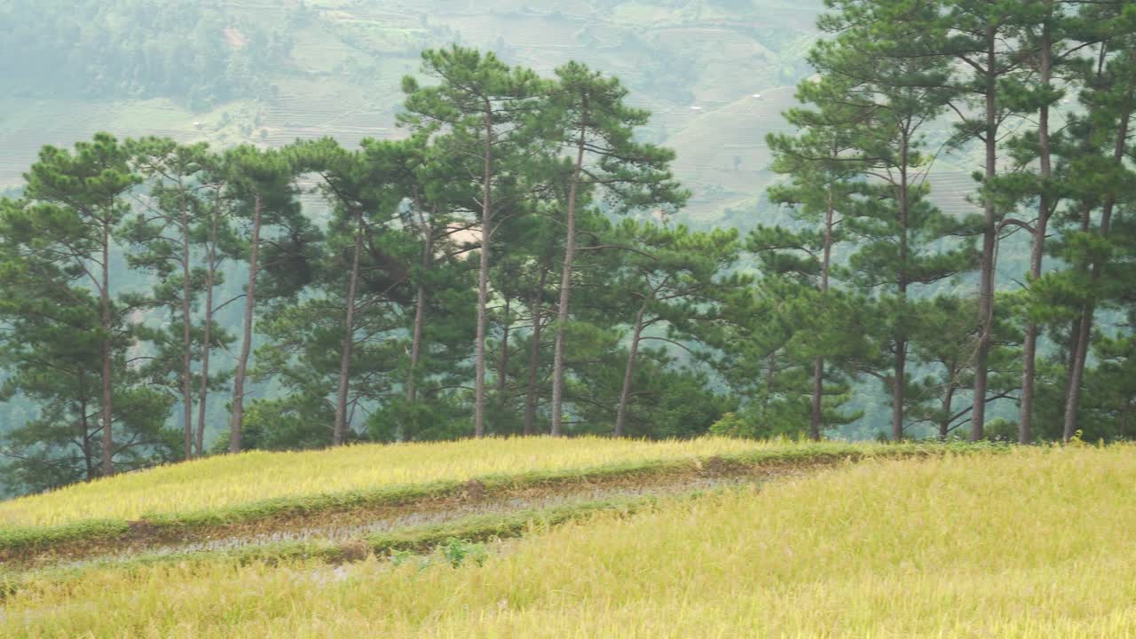A vibrant countryside landscape featuring tall green pine trees bordering golden rice fields ready for harvest, creating a serene and tranquil atmosphere in the north vietnamese mountains Mu Cang Chai