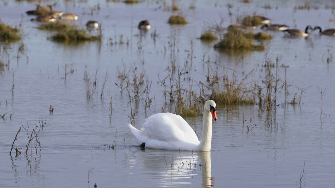 cisne blanco en aguas tranquilas de llanura de inundación, aves acuáticas disfrutando del paisaje húmedo de invierno en el reino unido