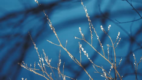 delicate flowering shoots of pussy willow with soft buds