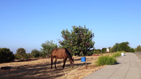 static shot of a horse peacefully eating the grass at the side of a road in greece