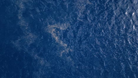 una columna de aguas residuales flotando en color verde marrón sucio en el agua del océano tropical azul profundo