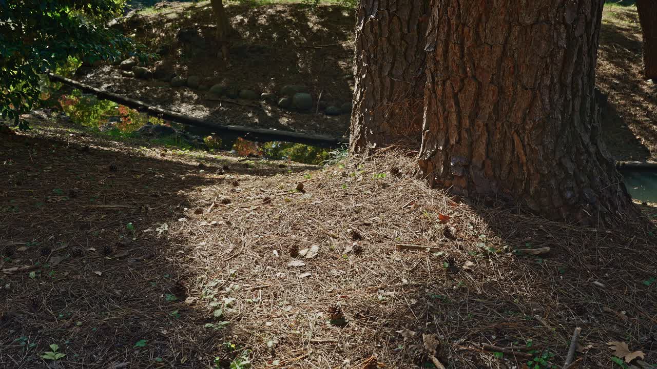 Ground-level view of the rough bark of a pine tree trunk surrounded by dry pine needles and cones in sunlight