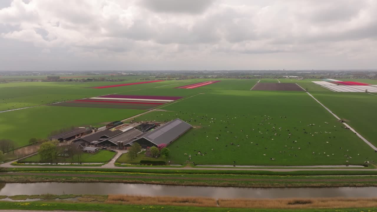 Luftfoto af hollandsk landskab med tulipanmarker og kvæg på græs