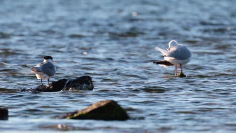 seagulls on rocks by the ocean