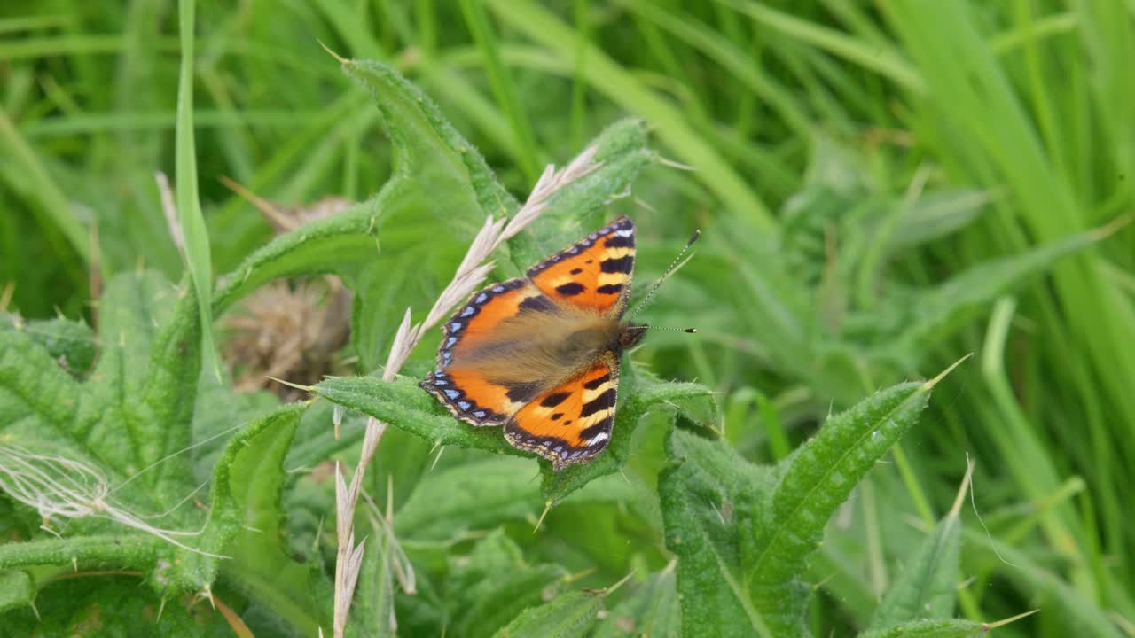 ⁇ 드레아 꽃 에  ⁇ 은 제독 나비