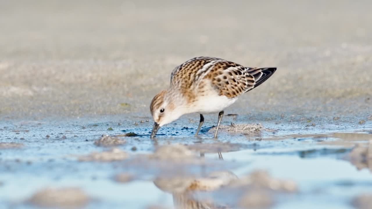 Little Stint (Calidris minuta) with Reflection in Water