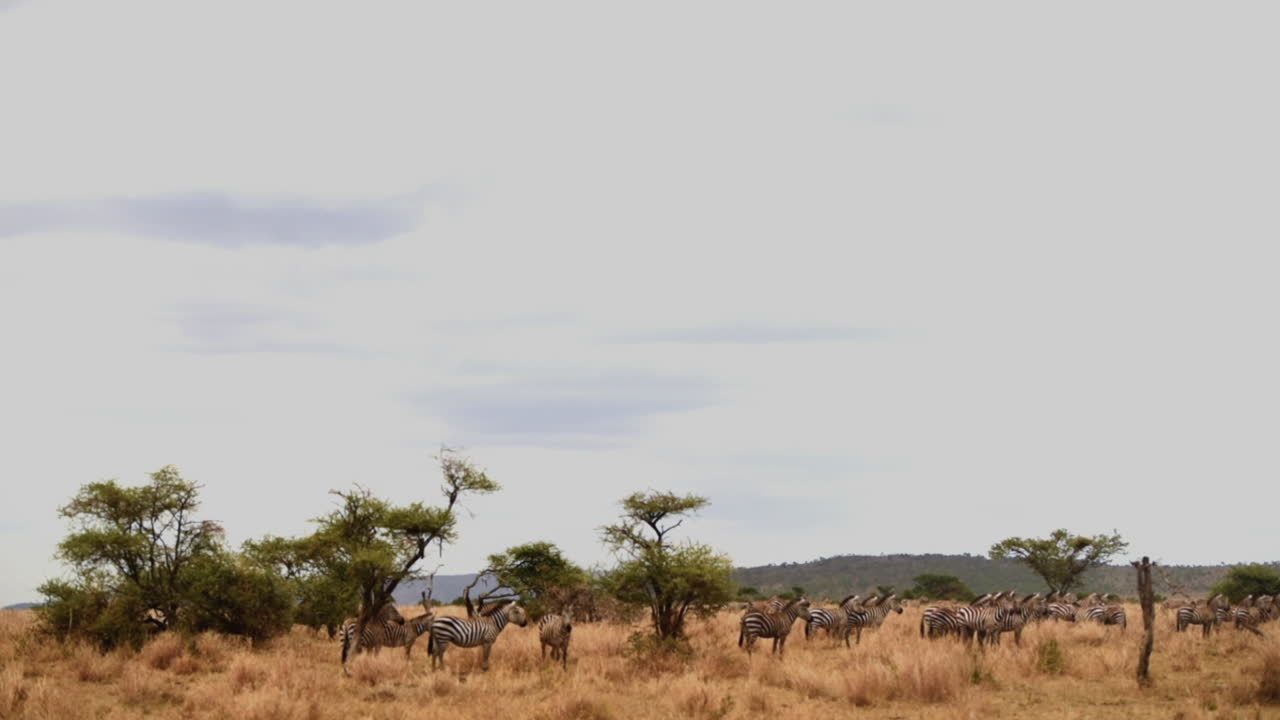 Flok af Grant-zebraer på sletterne i Serengeti, Tanzania, wide shot