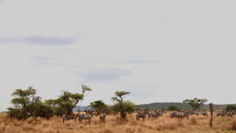 manada de cebras de grant en las llanuras del serengeti, tanzania, plano general