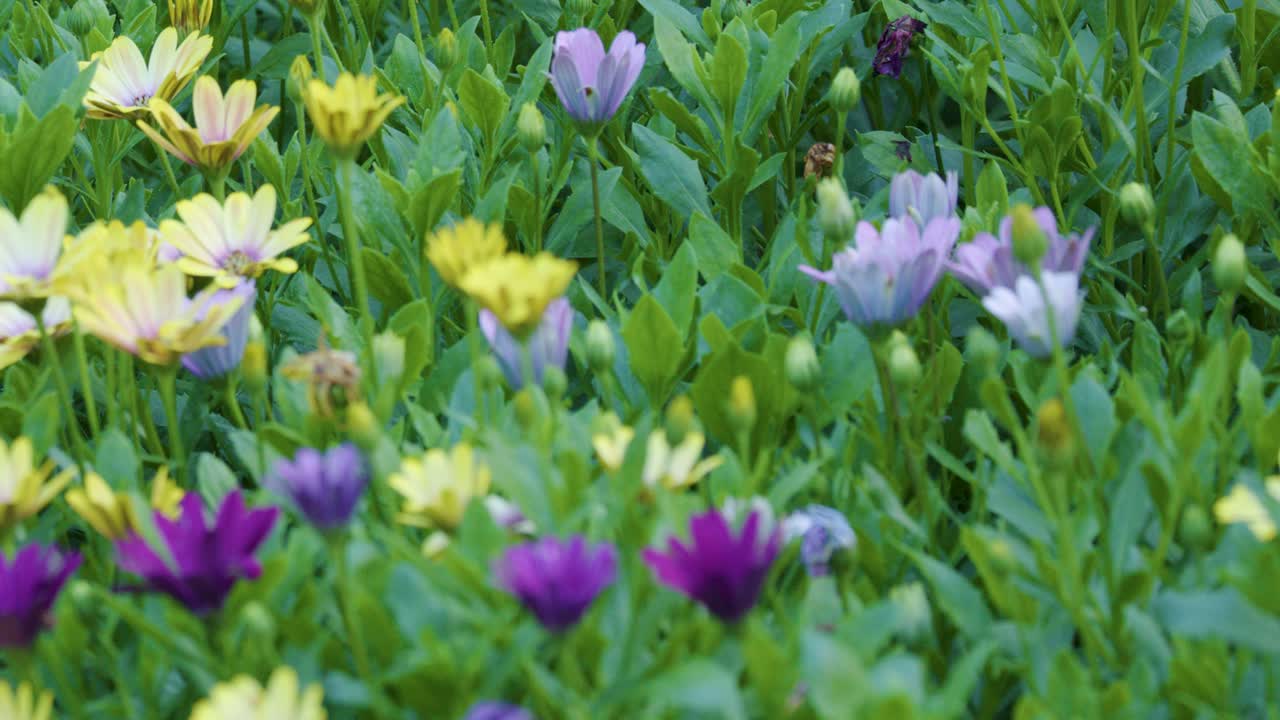 Vibrant purple, yellow, and lavender flowers in lush garden, gentle camera pan, natural daylight