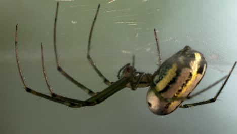 orchard spider closeup: detailed view of a colorful argiope spider
