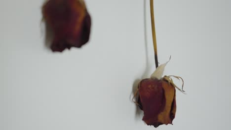 Slow-motion-pass-over-dried-roses