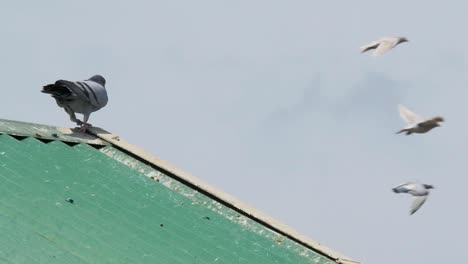 a racing pigeon perches on a roof as another flies in and settles, other birds fly past in the background, slow motion