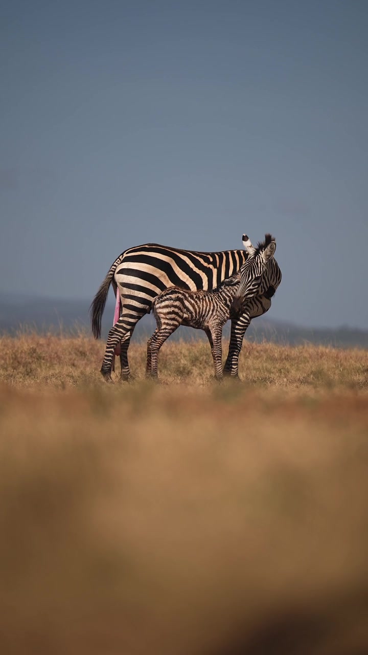 Animali cuccioli in formato verticale in Africa durante un safari africano, cucciolo di zebra appena nato nella stagione dei parti con la madre che se ne prende cura dopo il parto, un momento e un avvistamento incredibile della fauna selvatica, video per i social media.