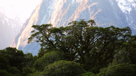 Milford-Sound-Valley-Mit-Moosbedeckten-Buchen-Mit-Mount-Mitre-Peak-Im-Hintergrund