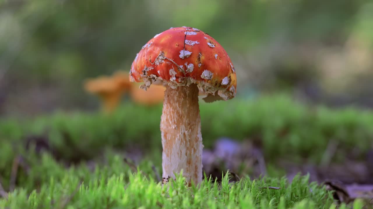 Fly agaric Mushroom In a forest.