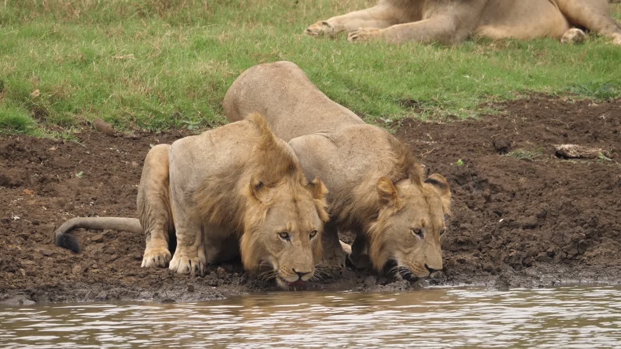 due leoni erano accovacciati e bevevano l'acqua del fiume