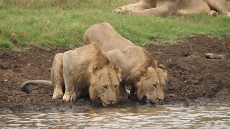 dos leones agazapados bebiendo agua del río