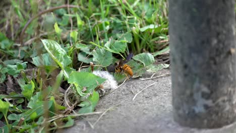 profile rear view of vibrating wasp wings as it investigates vegetative ground cover