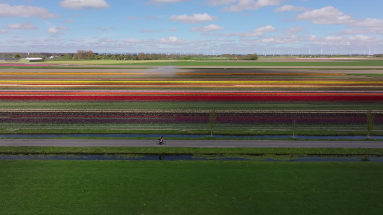 Vista aerea di ciclisti che pedalano attraverso campi di tulipani in fiore nei Paesi Bassi