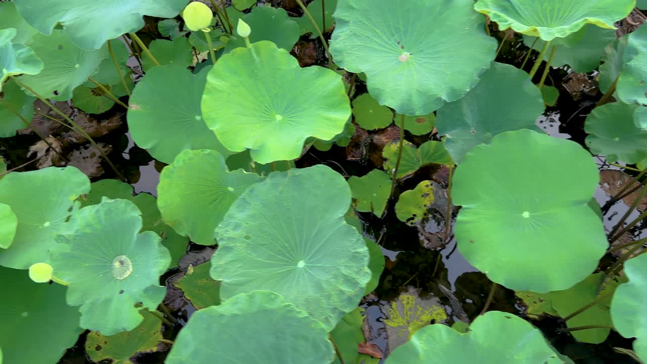A water lily blooms among green pads in a tranquil pond, captured in natural lighting over 16 seconds