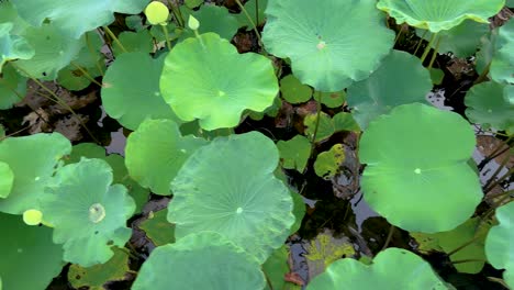 un lirio de agua florece entre las almohadillas verdes en un estanque tranquilo, capturado en luz natural durante 16 segundos