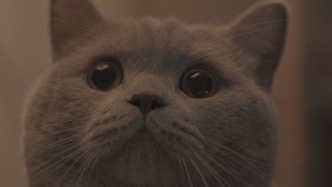 close-up of a british shorthair cat